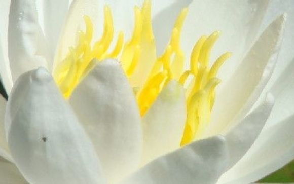 Life coaching/mentoring and energy healing sessions by Sedona Soul Integration