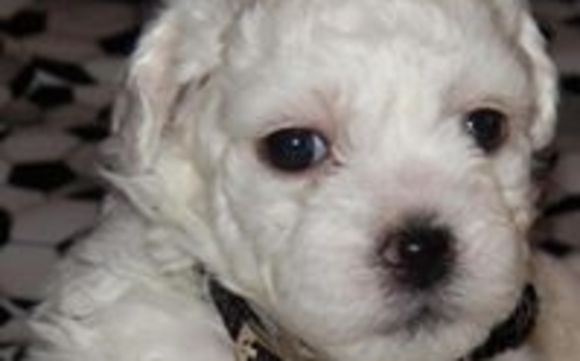 Bichon Frise Puppies by Fun 4 Small Pups, LLC