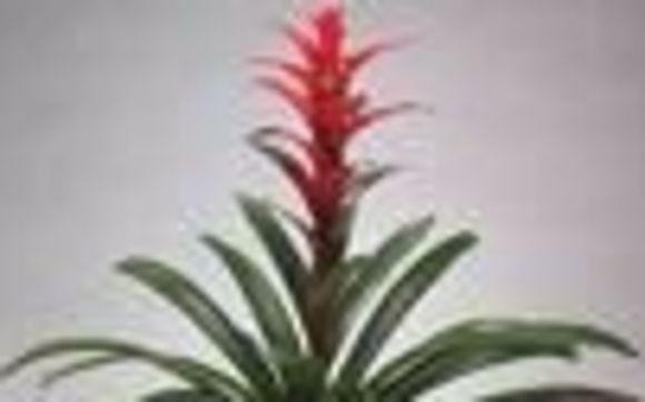 Interior Plantscaping  by "Original" Heroman's Florist