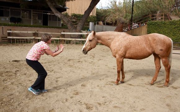Horse Training by Shadow Hills Equestrian Center