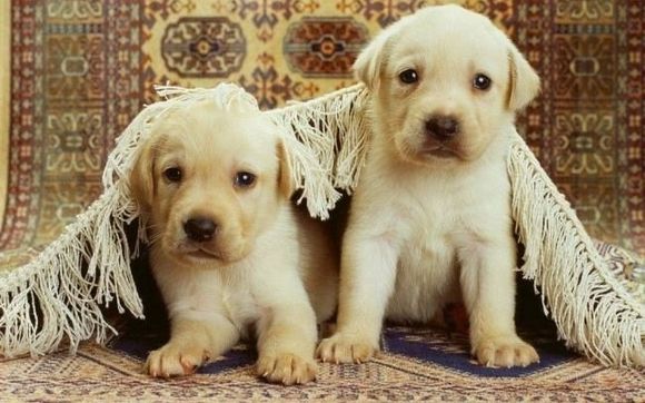 Pet Odor & Stain Remediation by Pure Clean Floor Care