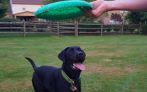 Pop-In Service by Redleg Pet Services