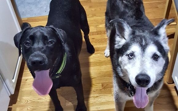 Standard 30 Minute Service by Redleg Pet Services