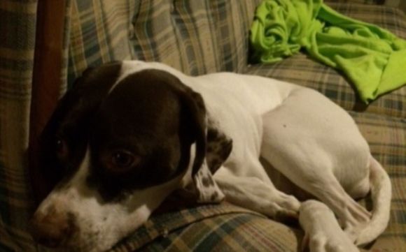 We help keep pets in their own homes by Pet Assistance, Inc.