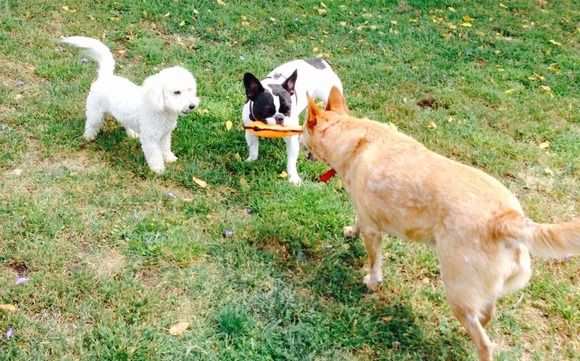 Blue Collar Dog Ranch Carlsbad CA Alignable