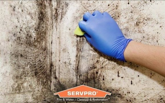 Mold Damage Restoration  by Servpro of Port Jefferson-Stony Brook
