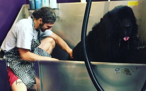 Self Serve Dog Wash By The Dog Salon In Charlotte Nc