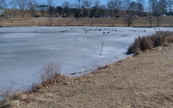 Wordpress Websites by Internet Pulse