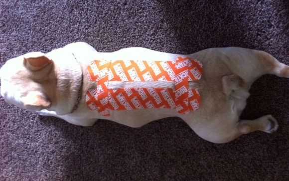 Canine Kinesiology Taping Course by Holistic Animal Courses by Angel's Animals LLC