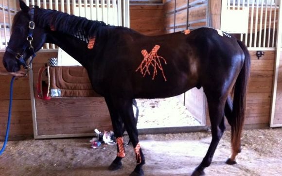 Equine Kinesiology Taping Course by Holistic Animal Courses by Angel's Animals LLC