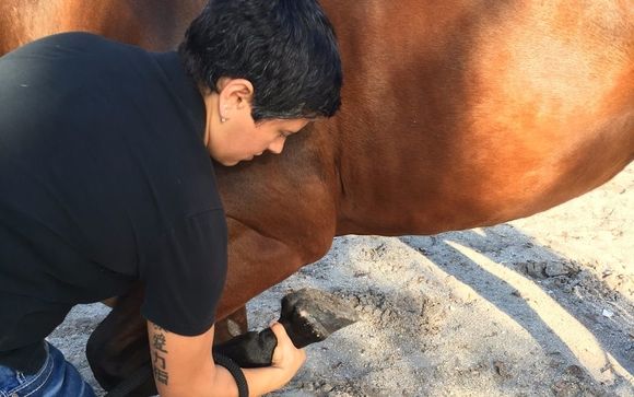 Equine Massage Certification by Holistic Animal Courses by Angel's Animals LLC