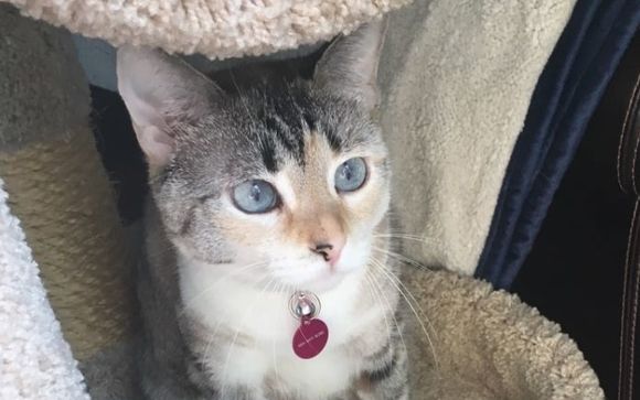 Pet Sitting Services by Alone at Home Pet Services, Inc