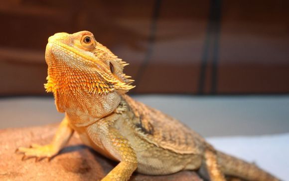 Boarding reptiles best sale near me