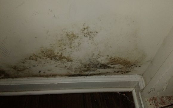Mold Assessment by DRH Environmental Services