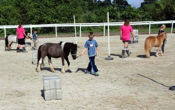 The Magical Mini Program by F.R.I.E.N.D.S. Horse Rescue & Sanctuary/Florida Research Institute for  Equine Nurturing, Development & Safety, Inc.