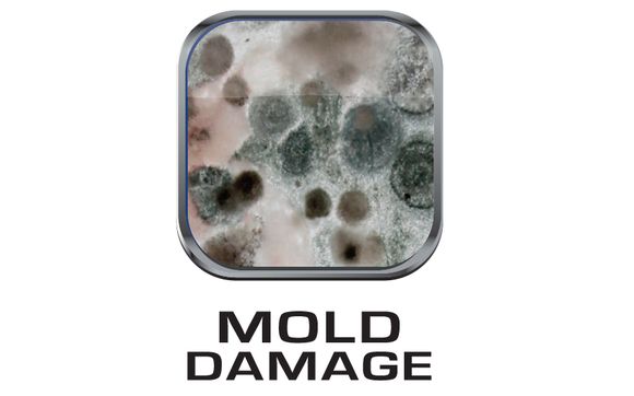Mold Remediation Services by CRBR - Cleanrite Buildrite