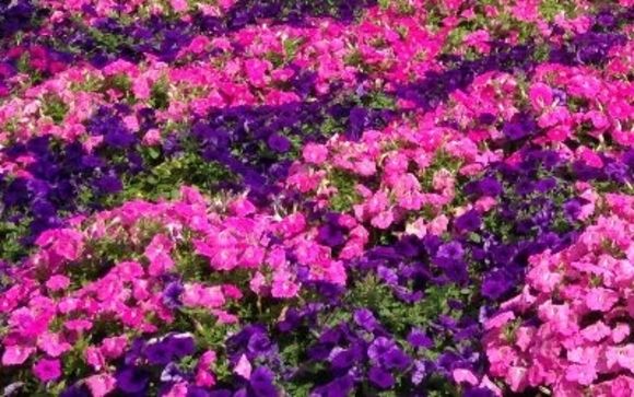 Landscape Maintenance Services by All State Landscape Services