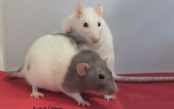 Pet chinchillas, hamsters, rabbits and rats by Furball Critters