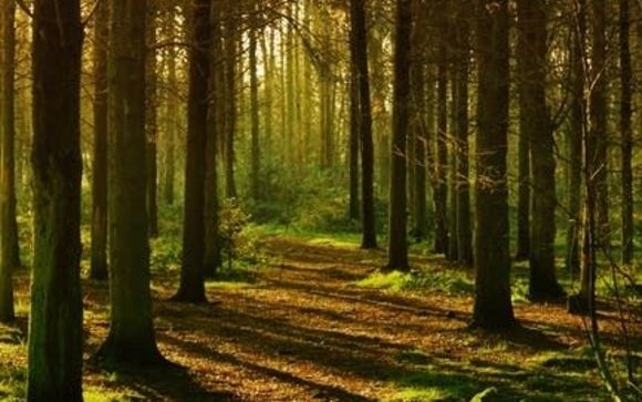 Woodland (Nurture) by Green Forest Marketing