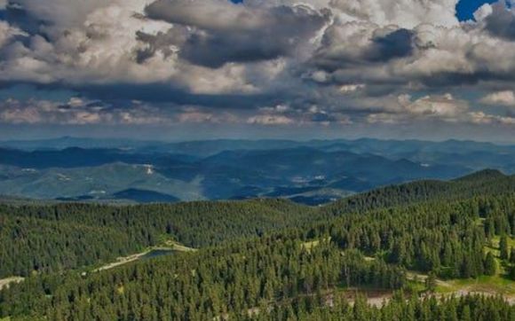 Thicket (Harvest) by Green Forest Marketing