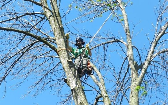 Arboriculture/Tree Care by Outram Tree Solutions