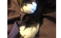 Cat nail cutting  by Pet Parade Plus