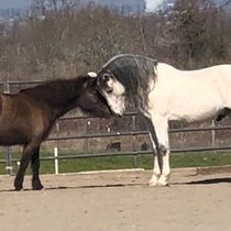 Horse Boarding and Riding Instructions by European Riding Academy