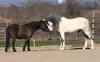 Horse Boarding and Riding Instructions by European Riding Academy