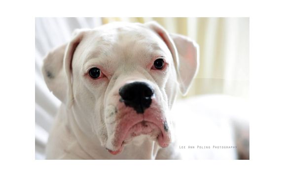 Dog walking /Pet Sitting by Alone at Home Pet Services, Inc