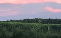 Great wines, great views, beautiful sunsets. by BRIGHT LEAF VINEYARD