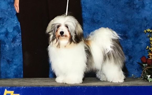 Champion sired Havanese puppies by Havanese Harbor
