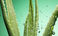 Aloe  vera gel by Astang Ayurveda Center
