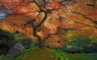 Mystical by Kieran Walsh Gallery