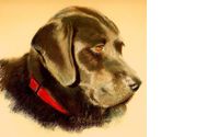Pet Portraits by Nancy Beauchamp Studio