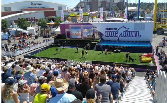 Stunt Dog Shows including Dock Diving by The Canine Stars Stunt Dog Show