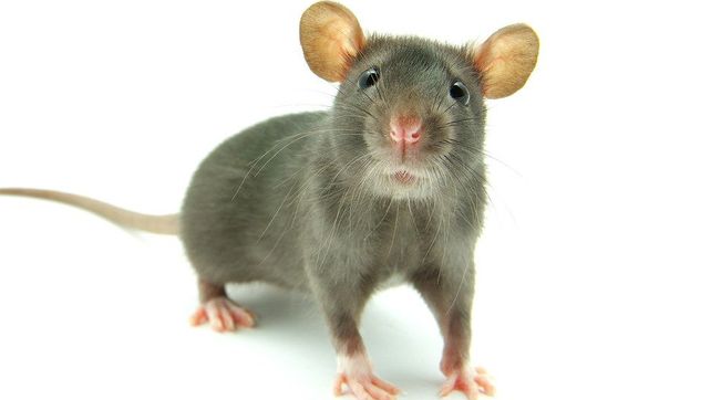 Free Rodent Inspections  by Macropest Exterminators Inc. (Termite & Pest Control Service)
