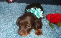 Patti's Dachshund Farm by Pattis Dachshund Farm