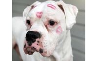 Dog walking /Pet Sitting by Alone at Home Pet Services, Inc
