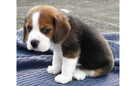 Business Marketing & PR-Don't Be A "Sad Puppy!" by Brown Marketing Consulting & PR