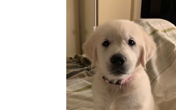 Obedience Training- In home by Naples Top Dogs.  Naples Premier In-home Training