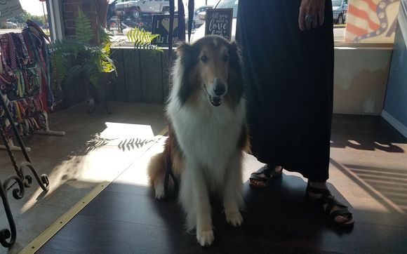 Pet Grooming by Fancy Furballs LLC