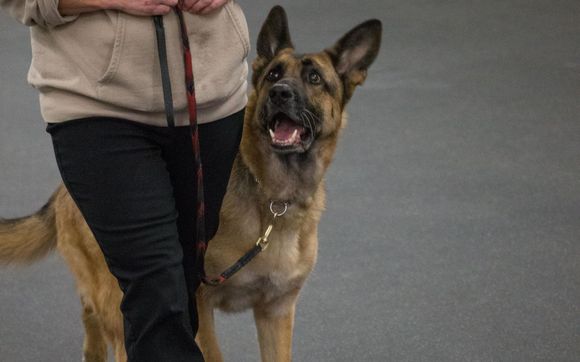 Obedience Training by Conway Canine Companions