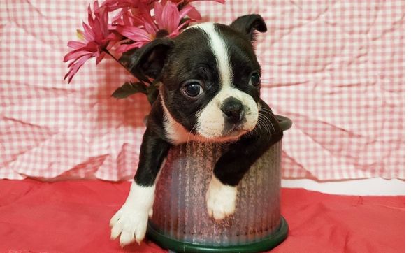 Boston, MA - Balki, a Boston terrier owned by Pawsh Dog Boutique & News  Photo - Getty Images