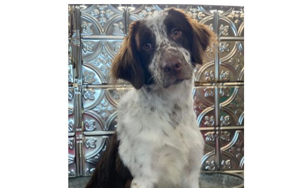 Shells pet grooming  by Shell's Pet Grooming