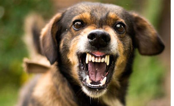 Behavior Modification  by Justice K9 Training LLC 