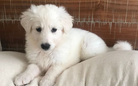 Basic Obedience Training  by Justice K9 Training LLC 