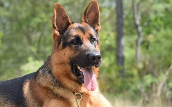 VICS  by Dawn Hoppe K9