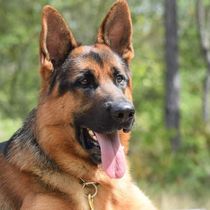 VICS  by Dawn Hoppe K9