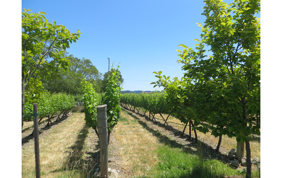 Virtual Wine or Spirits Tasting by A Life Well Drunk