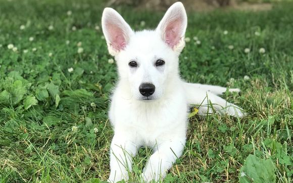 Boarding by Justice K9 Training LLC 